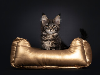Cute classic black tabby Maine Coon cat kitten, sitting facing front in golden basket. Looking towards camera with orange brown eyes. Isolated on black background.
