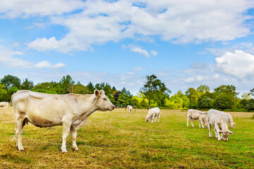 Fototapeta premium Charolais beef cattle cow with calves in pasture.