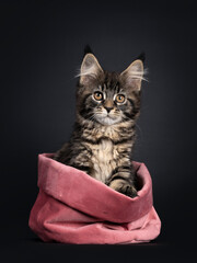 Cute classic black tabby Maine Coon cat kitten, sitting facing front in pink velvet bag. Looking towards camera with orange brown eyes. Isolated on black background. One paw on edge bag.