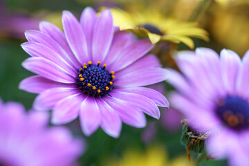 Obraz premium デイジーの花