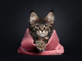 Cute classic black tabby Maine Coon cat kitten, laying down facing front in pink velvet bag. Looking towards camera with orange brown eyes. Isolated on black background. One paw on edge bag.