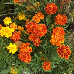 orange and yellow flowers