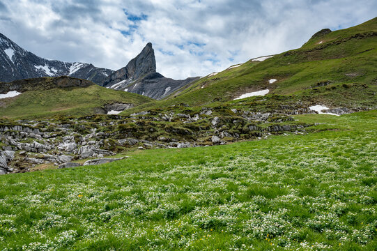 Gipfel des markanten Schwabhoren im Berner Oberland mit Wildblumenwiese