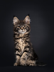 Cute classic black tabby Maine Coon cat kitten, sitting facing front. Looking straight ahead with orange brown eyes. Isolated on black background. Paw playful in air.