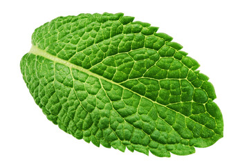 mint leaves, spearmint, isolated on white background, clipping path, full depth of field © grey