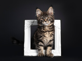 Cute classic black tabby Maine Coon cat kitten, standing through white photo frame. Looking straight ahead with orange brown eyes. Isolated on black background.