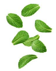 Naklejka na ściany i meble Falling mint leaves, spearmint, isolated on white background, clipping path, full depth of field