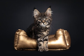 Cute classic black tabby Maine Coon cat kitten, standing facing front in golden basket. Looking towards camera with orange brown eyes. Isolated on black background. Front paws out of basket.