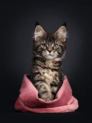 Cute classic black tabby Maine Coon cat kitten, sitting facing front in pink velvet bag. Looking towards camera with orange brown eyes. Isolated on black background. One paw on edge bag.
