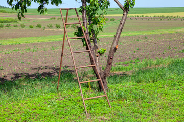 ladder for collecting cherries in the garden