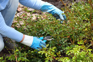 Woman pruning cover roses with pruning shears