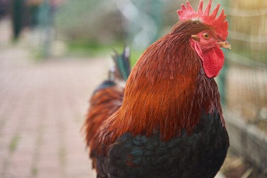 Beautiful rooster on the farm. Сlose-up portrait. High quality photo