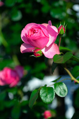 バラの花　屋外撮影