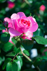 バラの花　屋外撮影