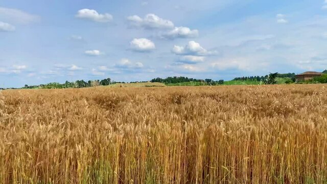 On the countryside. Overview of wheat fields with blue sky and clouds in sunny day.