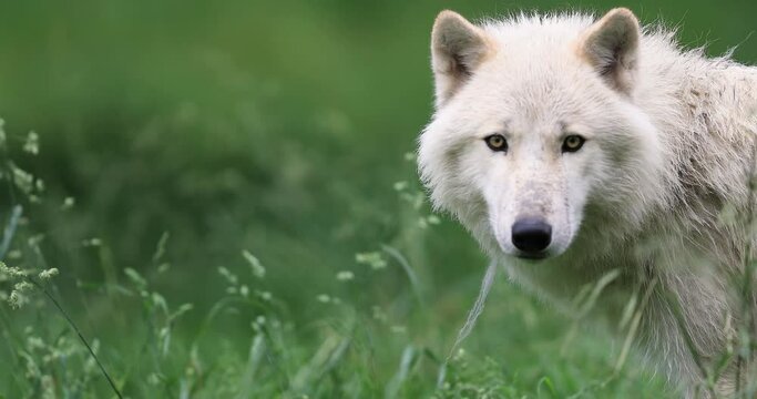 White wolf in the forest