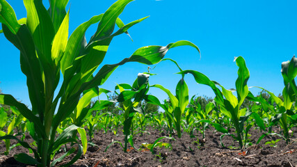 Green corn in field on a sunny blue day.