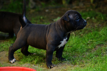 Obraz premium Chiot staffordshire terrier américain
