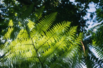 Fougère en contre-jour