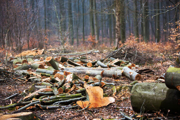 Logging trees, pile of cut wood in the autumn forest.

