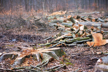 Logging trees, pile of cut wood in the autumn forest.