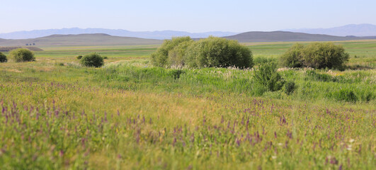 Fototapeta na wymiar green field with tall grass and blue sky