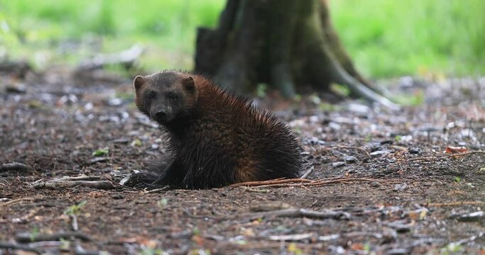 Wolverine in the forest