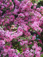 Obraz premium Pink flower full background. Sun light. Floral pattern.