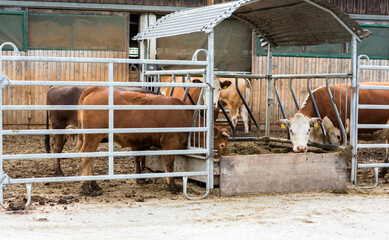 Swiss brown cows and Hereford cow are eating from feeder on farm in Switzerland.