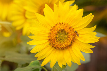Front view of a newly blooming sunflower against defocused background.