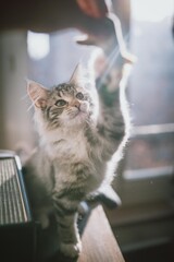 Chaton dans le soleil