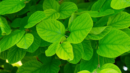 Green leaves of quince in spring. 