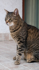 The domestic striped cat is sitting down.