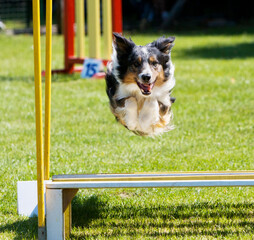 Tri-color Border Collie jumping over Broad Jump obstacle at agility trial.