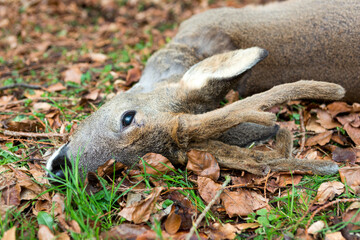 Dead young Roe deer Buck in the forest.