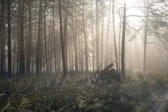 Fog in the woods © Olexandr Nazarenko