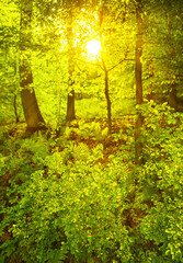 Spring forest in sun rays of evening sun.