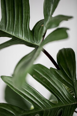 Obraz premium Detailaufnahme Monstera, grüne Pflanze, Makro