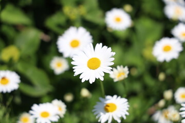 Obraz premium 花