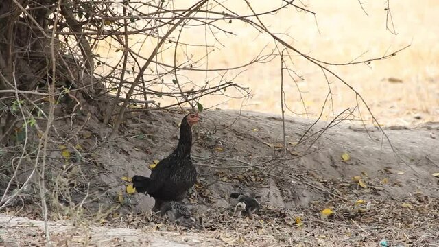 junglefowl (Gallus gallus) domesticated form. A hen with chickens digs in the dust in a Thai village
