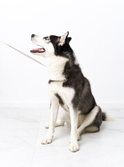 Young husky dog over white background