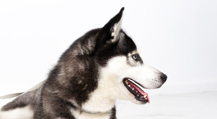 Young husky dog over white background