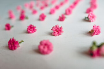 Background from flowers. Pink small flowers are arranged in a row. Screensaver on the phone.