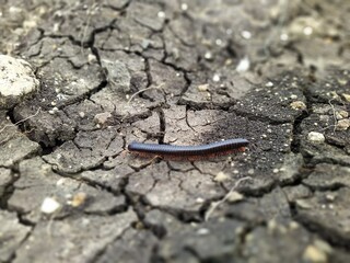 worm on the ground