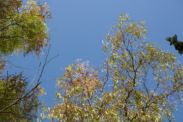 yellow leaves against blue sky. Closeup nature view of green leaf in garden at summer . Natural background blur or wallpaper.
