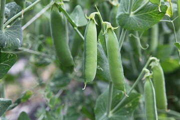 한국의농촌모습입니다