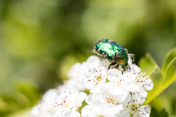 beetle rose chafer / green rose chafer on a white flower, close up