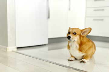 Welsh corgi pembroke dog sits on the floor in empty room