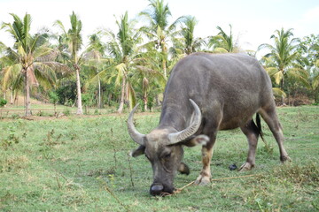 A buffalo or carabao in the farm