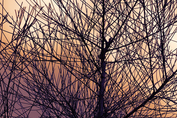 A tree without leaves in sunset